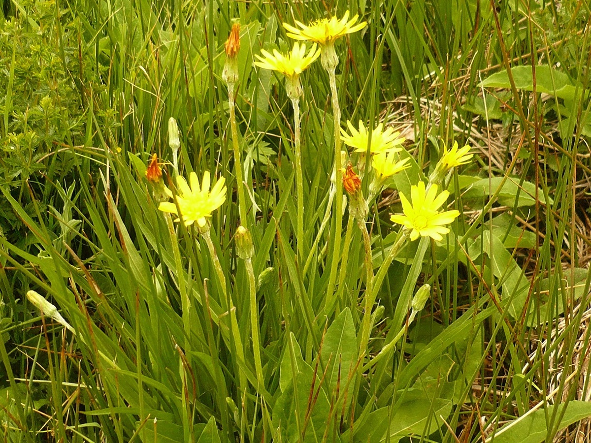 Scorzonera humilis (Asteraceae)